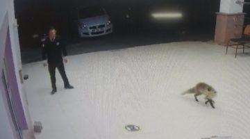 Tilki özel güvenlik görevlisinin anahtarını elinden alıp böyle kaçtı
