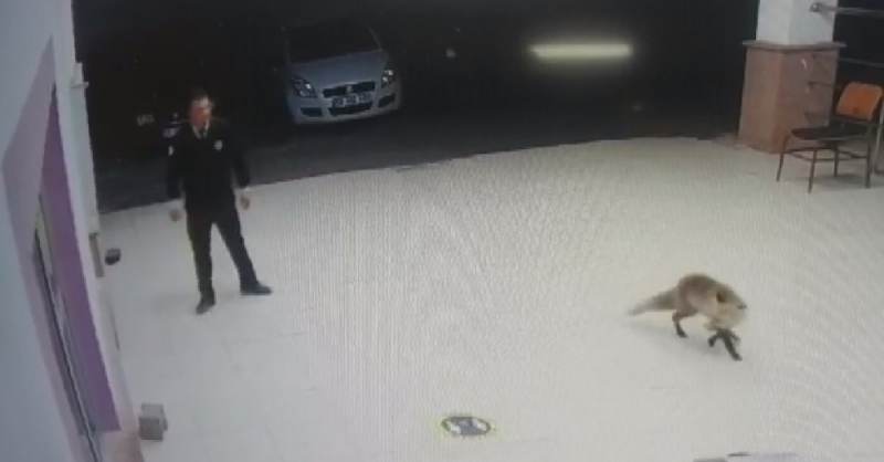 Tilki özel güvenlik görevlisinin anahtarını elinden alıp böyle kaçtı