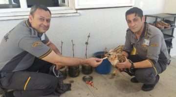 Özel güvenlik görevlileri buldukları yaralı ve bitkin şahini besleyip tedavi ettiler
