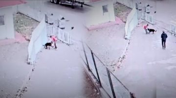 Köpeğin saldırısına uğrayan çocuğu okul güvenliği kurtardı