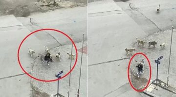 Ankara’da köpeklerin saldırdığı liseliyi özel güvenlik görevlisi kurtardı! O anlar kamerada