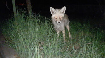 Kars’ta özel güvenlik görevlisi tilkinin karnını doyurdu