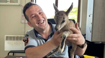 Annesini kaybeden yaban keçisi güvenlik görevlisine sığındı