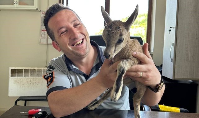 Annesini kaybeden yaban keçisi güvenlik görevlisine sığındı