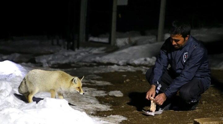 Elleriyle beslediği tilkiyle dost oldu: “Boncuk” ismini verdiler