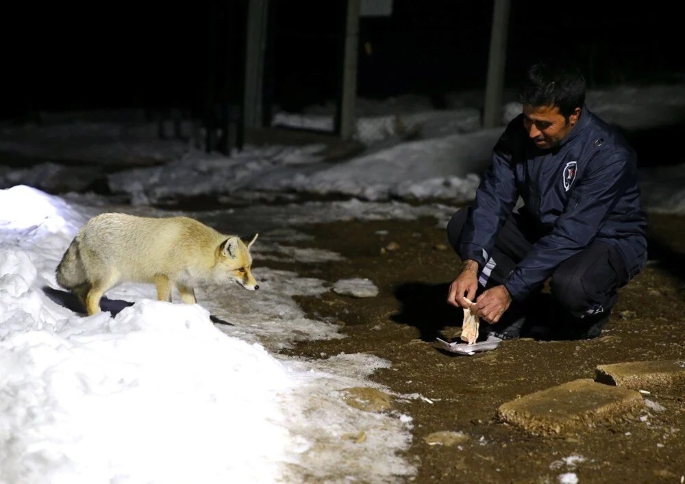 Elleriyle beslediği tilkiyle dost oldu: “Boncuk” ismini verdiler