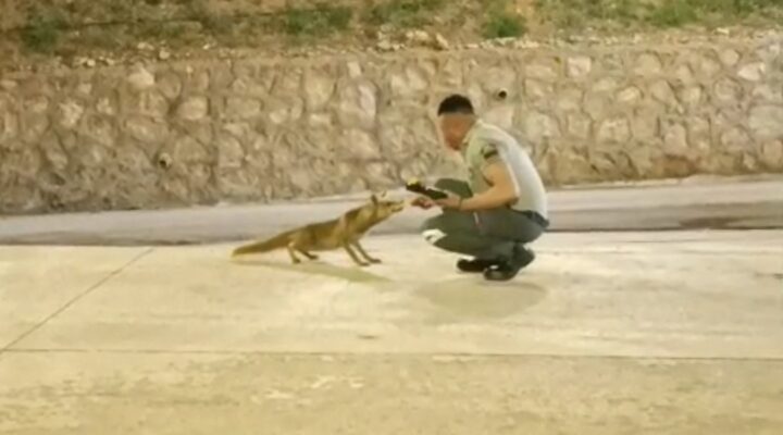 Özel Güvenlik Görevlisi ile Tilkinin Sıcak Dostluğu