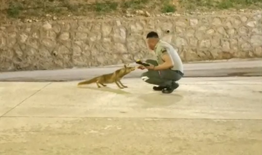 Özel Güvenlik Görevlisi ile Tilkinin Sıcak Dostluğu